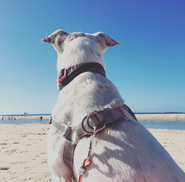 cassie's day at the beach rspca qld adopted dog